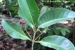 Syzygium travancoricum